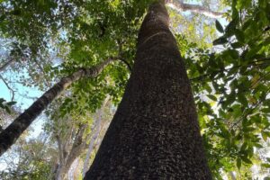 imagem do início do Empório Nosso Recanto quando o interior nos escolheu para abrir